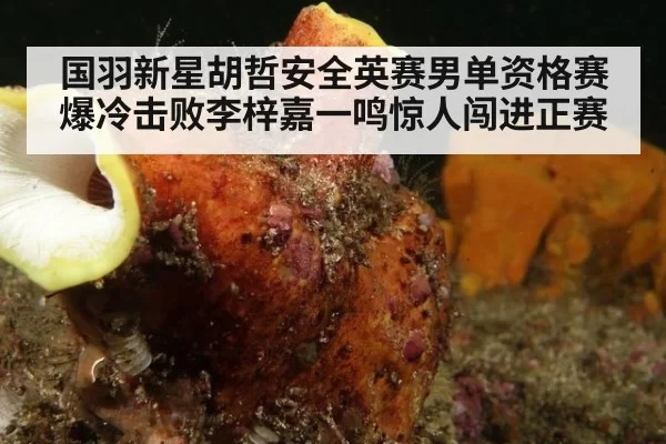 国羽新星胡哲安全英赛男单资格赛爆冷击败李梓嘉一鸣惊人闯进正赛